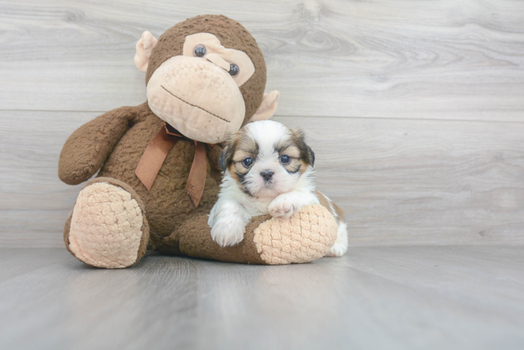 Popular Shih Tzu Purebred Pup