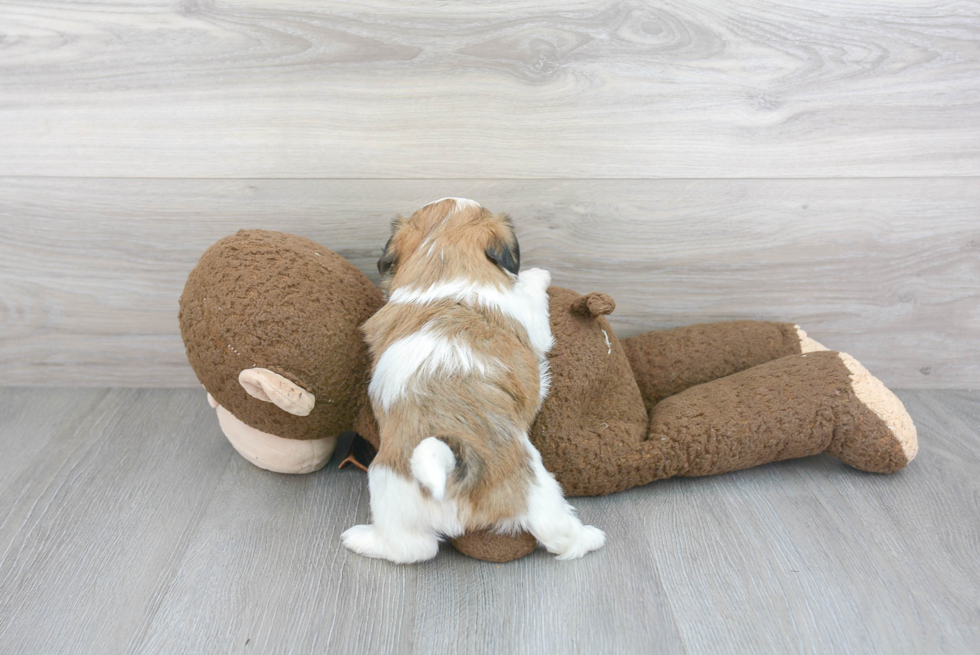 Shih Tzu Pup Being Cute