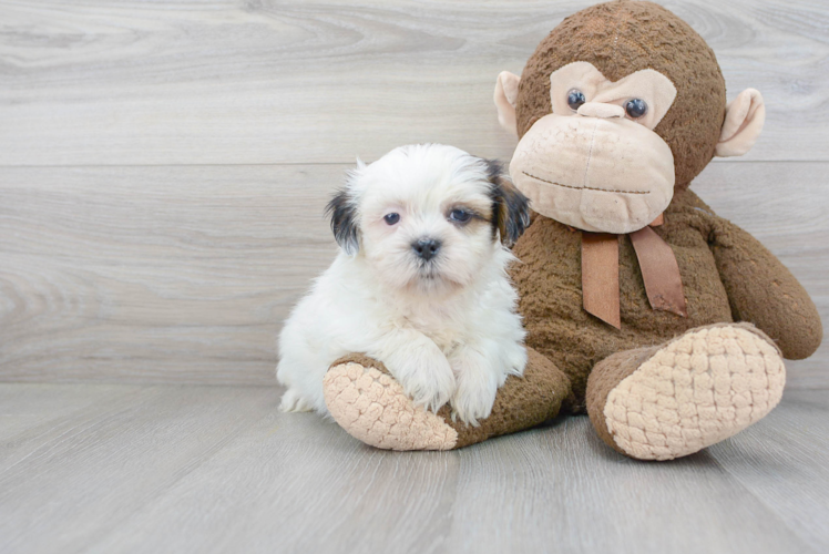 Shih Tzu Pup Being Cute