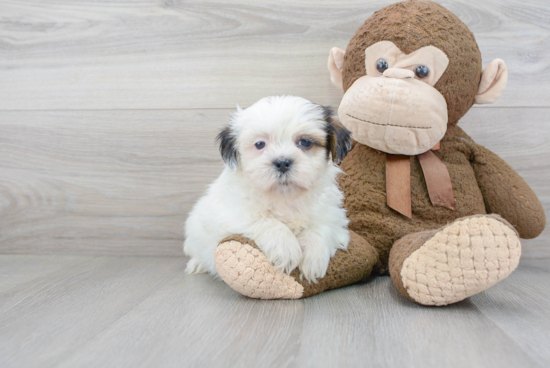 Shih Tzu Pup Being Cute