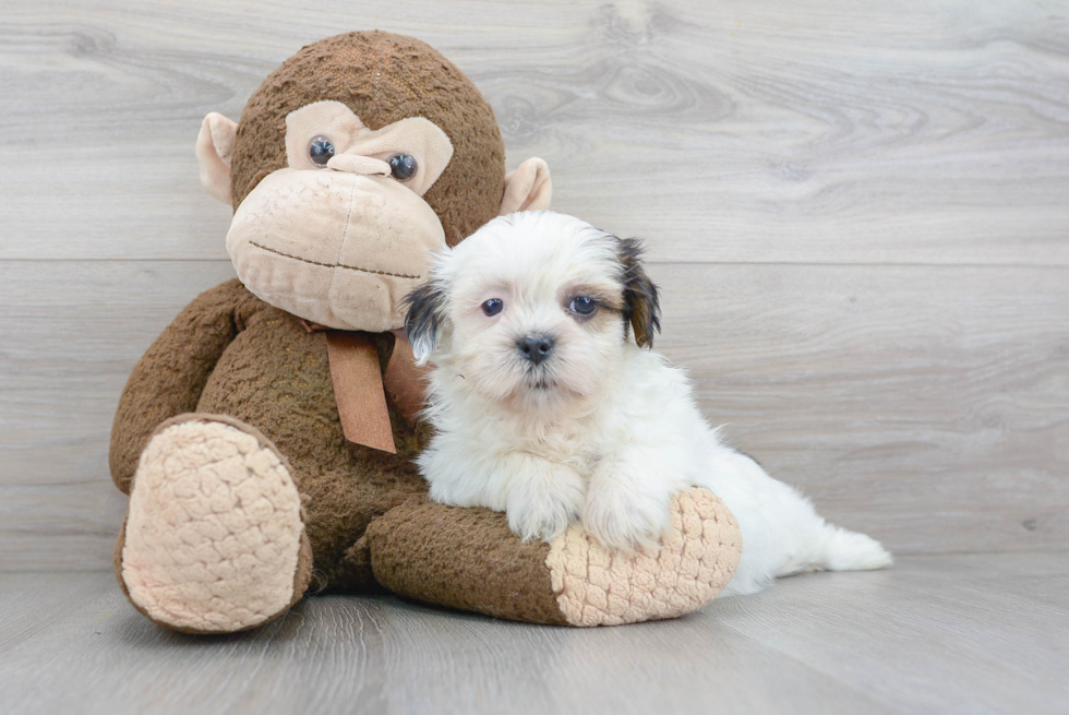 Shih Tzu Pup Being Cute