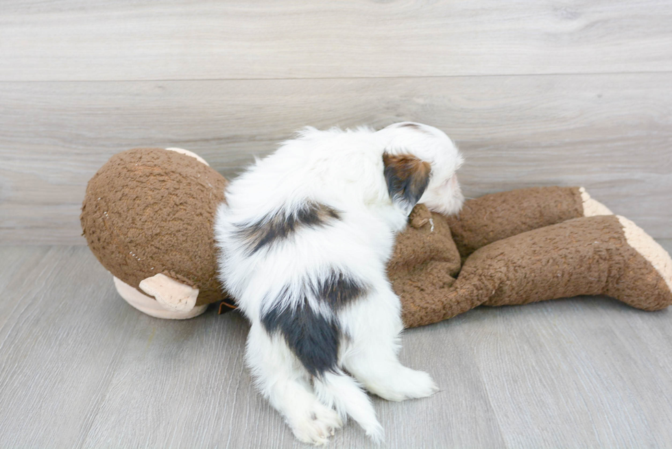 Shih Tzu Pup Being Cute