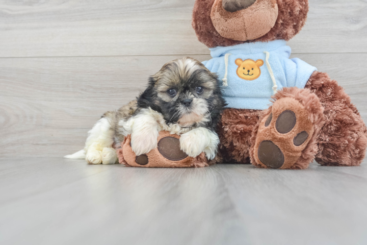 Funny Shih Tzu Baby