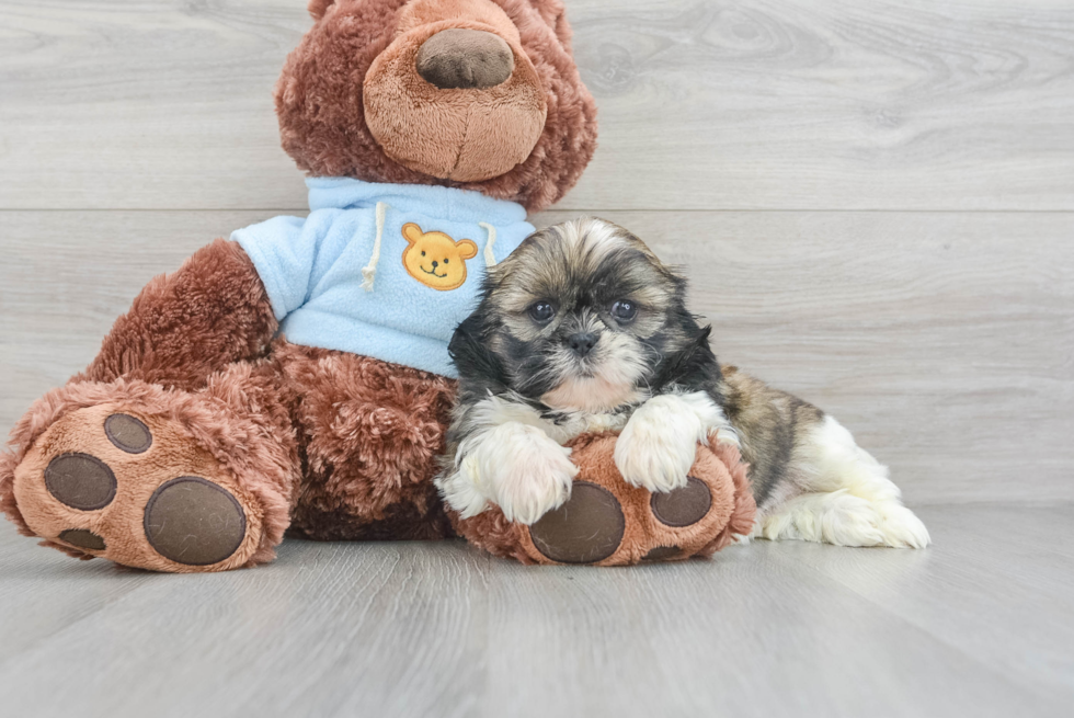 Best Shih Tzu Baby