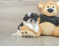5 week old Shih Tzu Puppy For Sale - Premier Pups