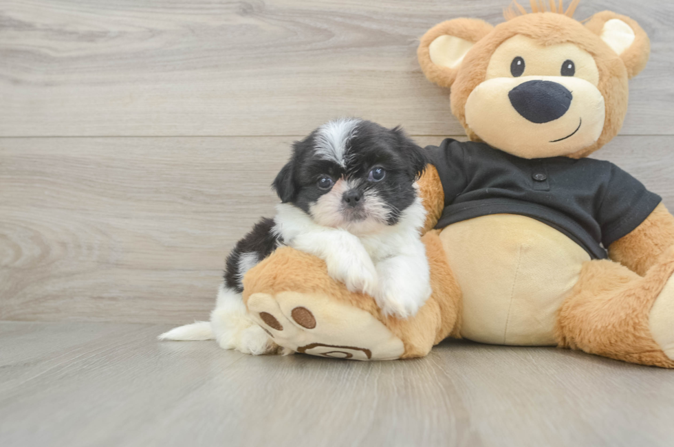 5 week old Shih Tzu Puppy For Sale - Premier Pups