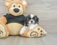 5 week old Shih Tzu Puppy For Sale - Premier Pups