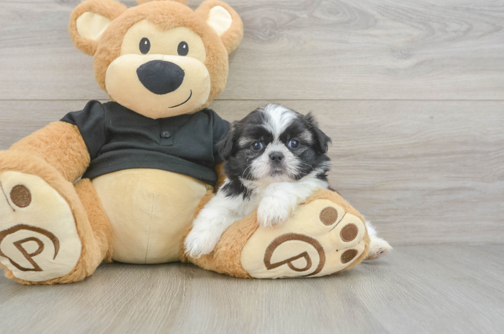 5 week old Shih Tzu Puppy For Sale - Premier Pups