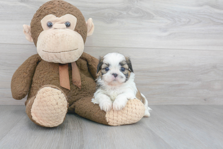 Cute Shitzu Purebred Puppy