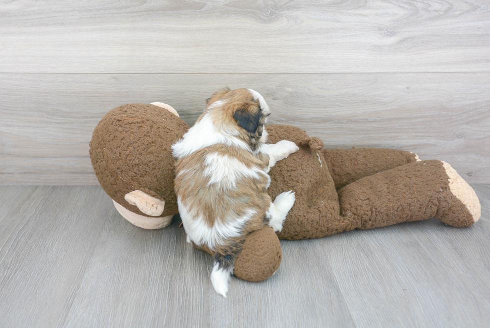 Friendly Shih Tzu Baby