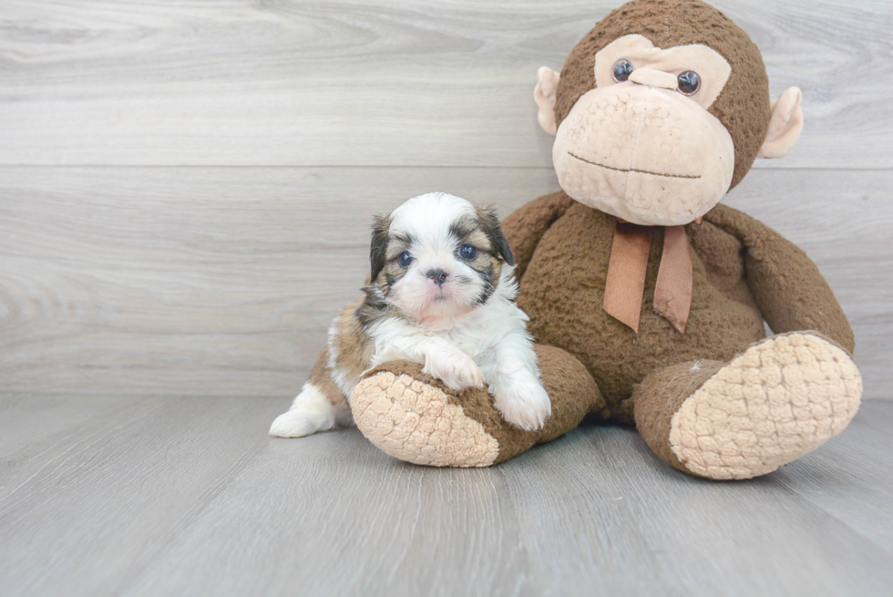 Shih Tzu Puppy for Adoption