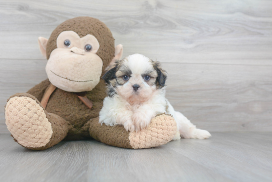 Shih Tzu Pup Being Cute