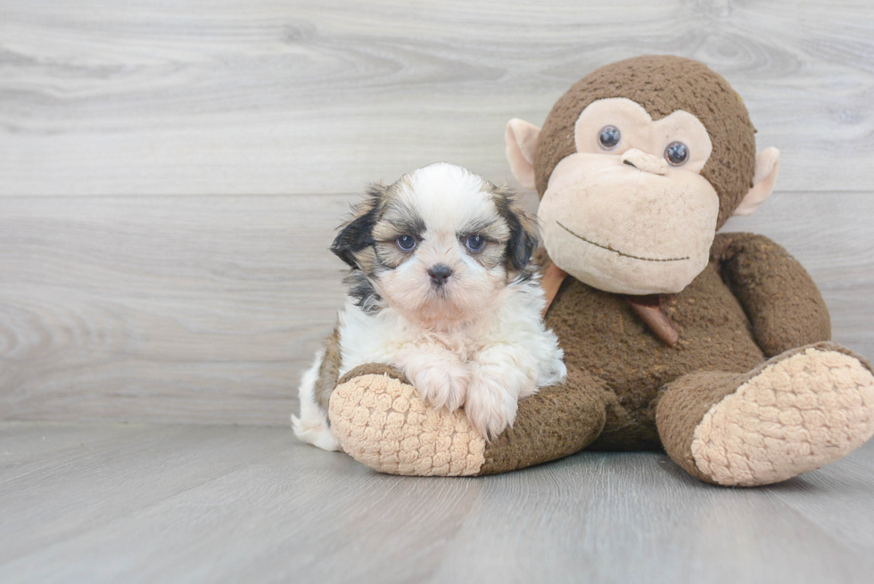 Small Shih Tzu Baby