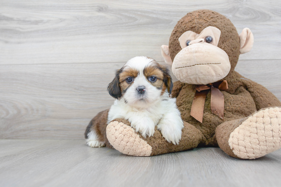 Shih Tzu Puppy for Adoption