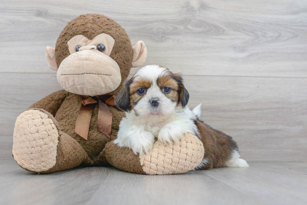 Shih Tzu Pup Being Cute