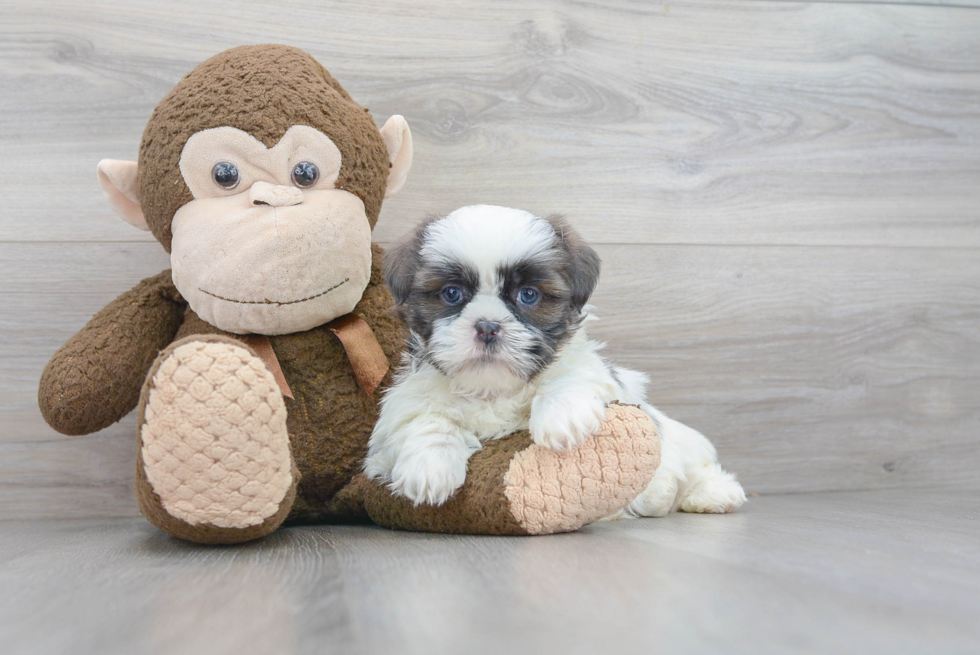 Shih Tzu Pup Being Cute