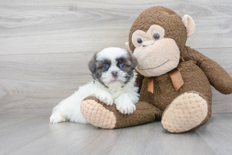 Best Shih Tzu Baby