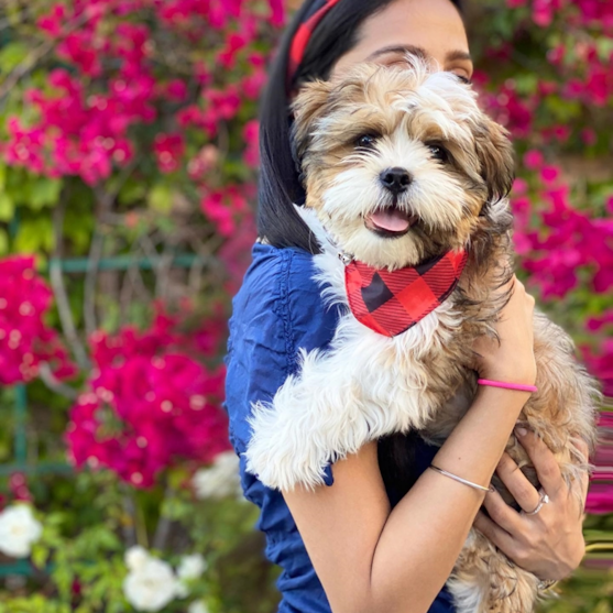 Shih Tzu dog Adult Shih Tzu dog