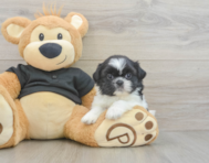 5 week old Shih Tzu Puppy For Sale - Premier Pups