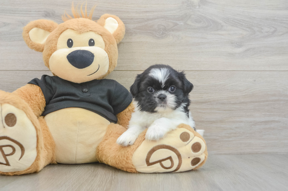 5 week old Shih Tzu Puppy For Sale - Premier Pups