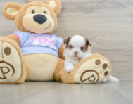 5 week old Shih Tzu Puppy For Sale - Premier Pups