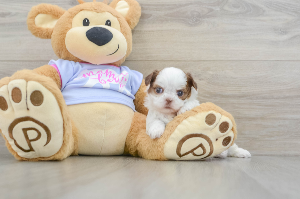 5 week old Shih Tzu Puppy For Sale - Premier Pups