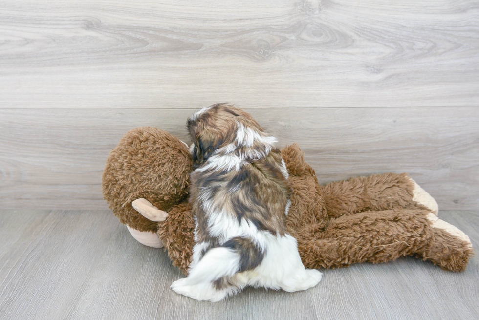 Shih Tzu Pup Being Cute