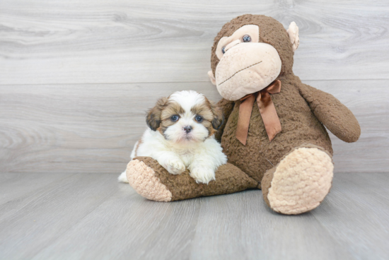 Little Shih Tzu Purebred Pup