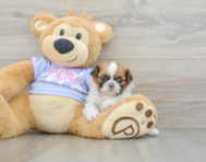 5 week old Shih Tzu Puppy For Sale - Premier Pups