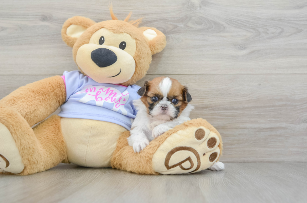 5 week old Shih Tzu Puppy For Sale - Premier Pups