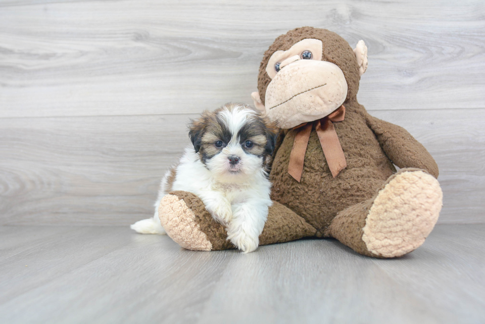 Akc Registered Shih Tzu Purebred Pup