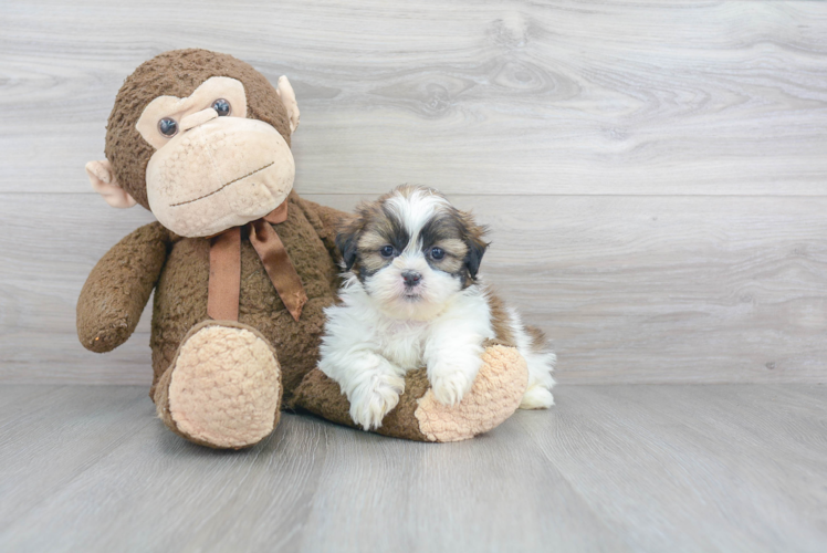 Best Shih Tzu Baby