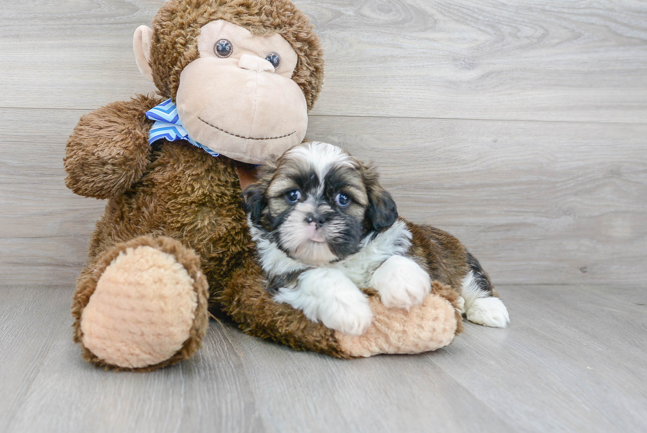 Shih Tzu Puppy for Adoption