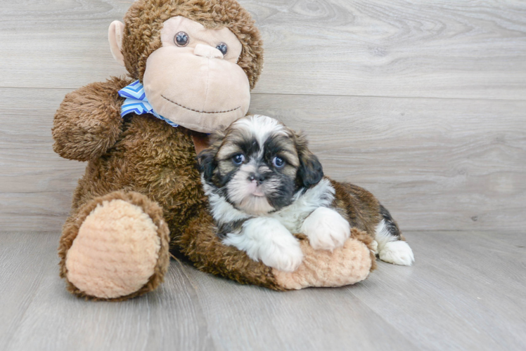 Shih Tzu Puppy for Adoption