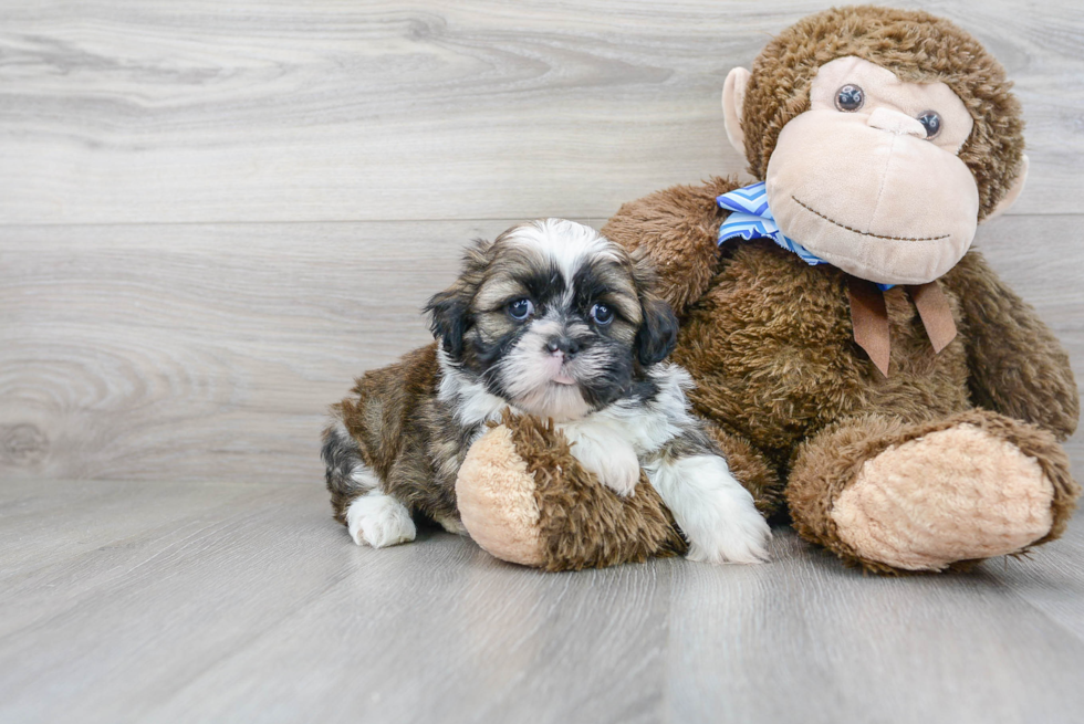 Best Shih Tzu Baby