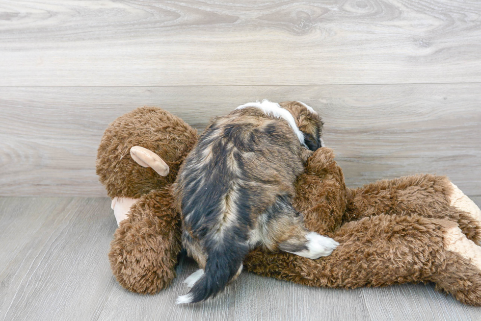 Hypoallergenic Shih Tzu Baby