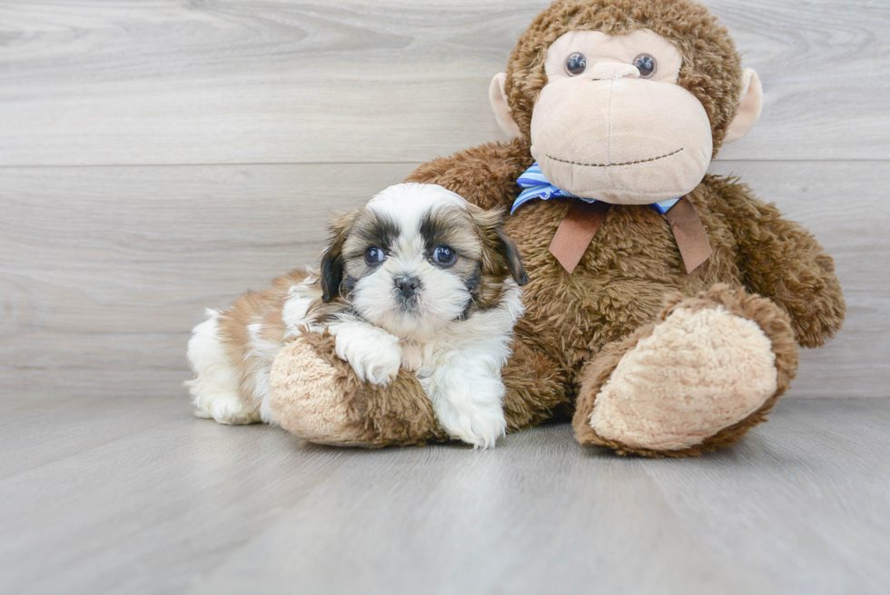 Akc Registered Shih Tzu Purebred Pup