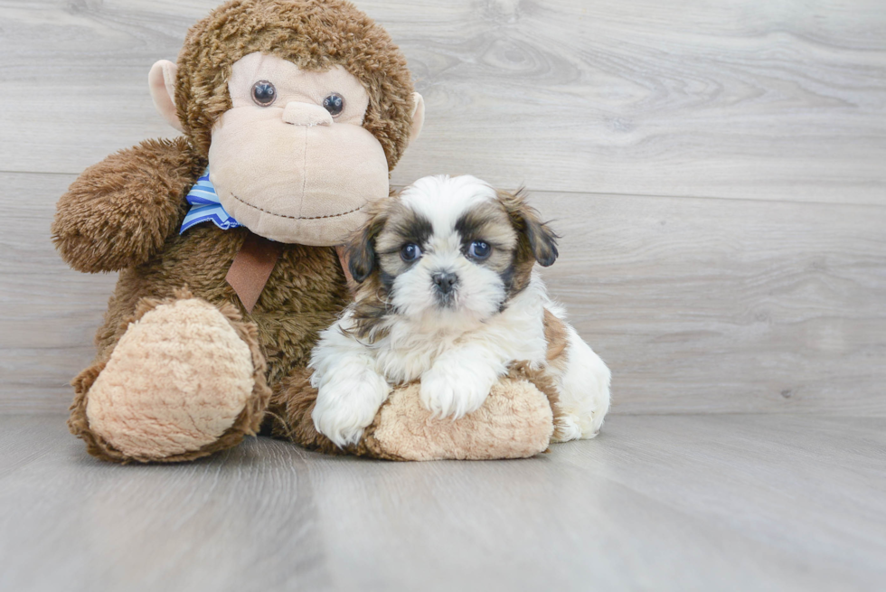 Playful Shih Tzu Purebred Pup