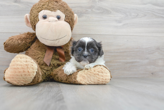 Shih Tzu Puppy for Adoption