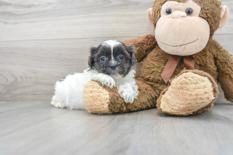 Shih Tzu Puppy for Adoption