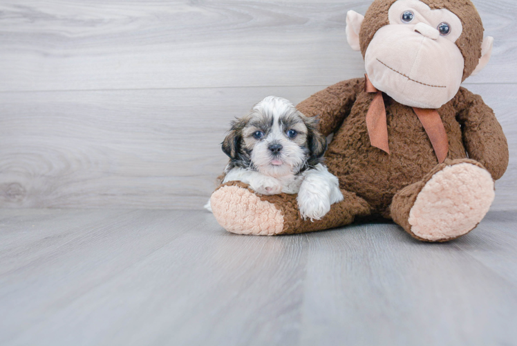 Shih Tzu Puppy for Adoption