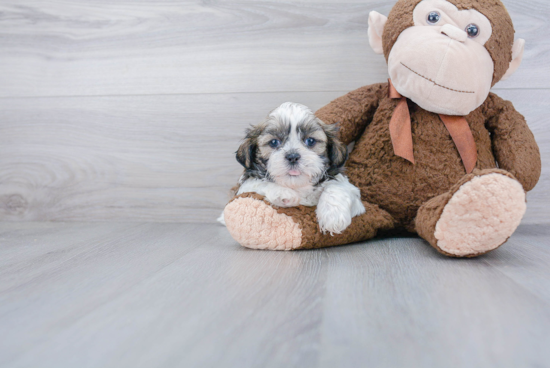 Shih Tzu Puppy for Adoption