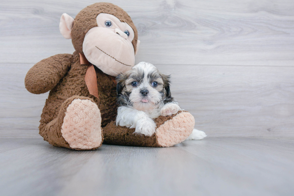 Small Shih Tzu Baby