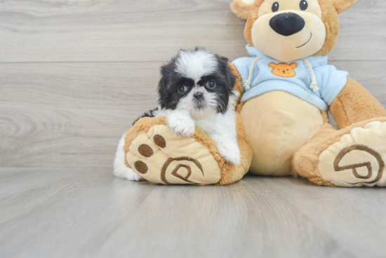 Shih Tzu Pup Being Cute