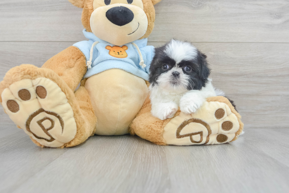 Shih Tzu Pup Being Cute