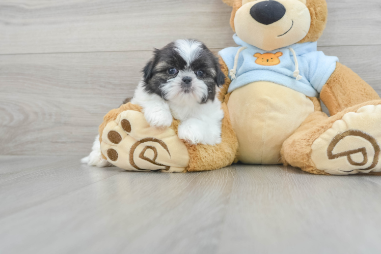 Happy Shitzu Purebred Puppy