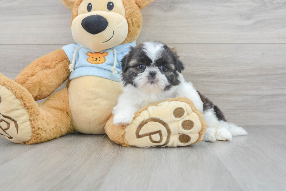 Best Shih Tzu Baby