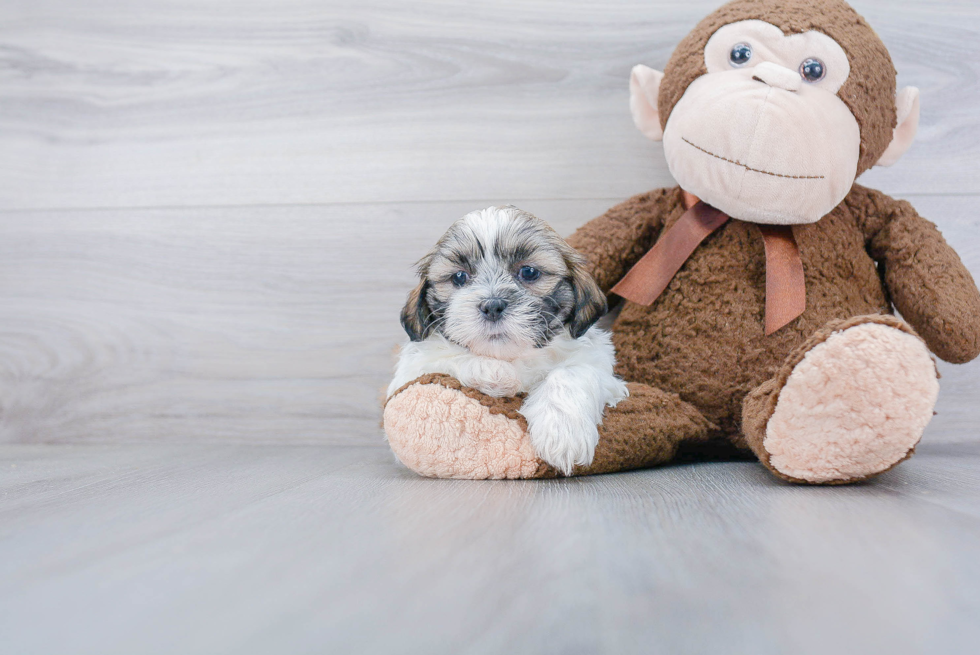 Shih Tzu Pup Being Cute