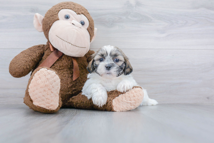 Shih Tzu Puppy for Adoption