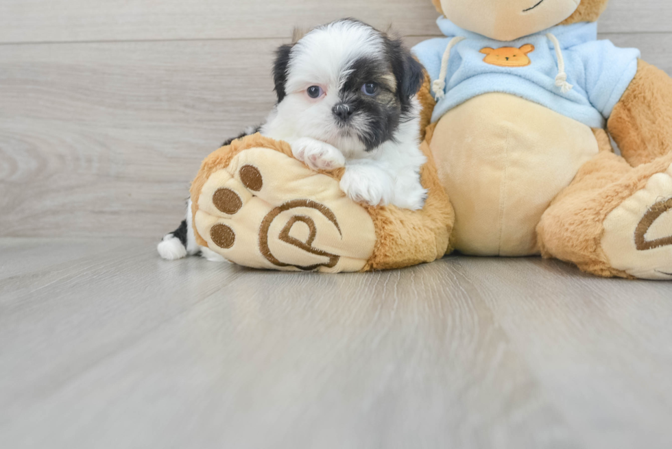 Popular Shih Tzu Purebred Pup